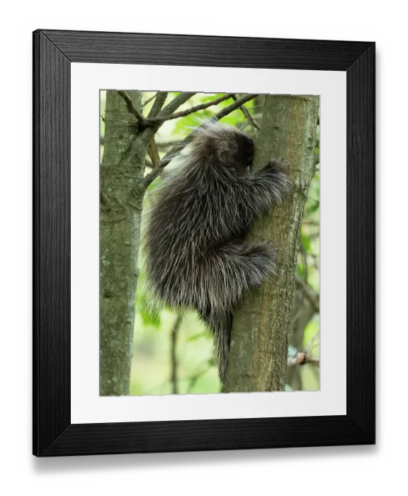 Framed Print : North American porcupine, central Pennsylvania, USA Framed Print : North American porcupine, central Pennsylvania, USA