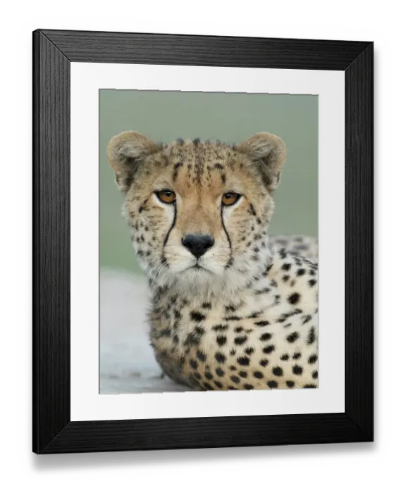 Framed Print : Cheetah, Serengeti National Park, Tanzania, Africa Framed Print : Cheetah, Serengeti National Park, Tanzania, Africa