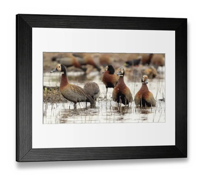 Framed Print : White-faced whistling duck at water, Serengeti National Park, Tanzania, Africa