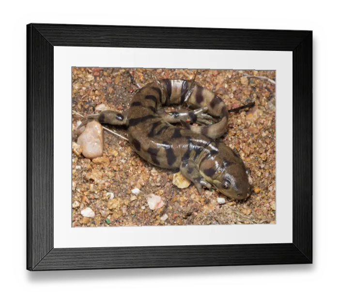 Framed Print : Western tiger salamander, Colorado, Usa Framed Print : Western tiger salamander, Colorado, Usa
