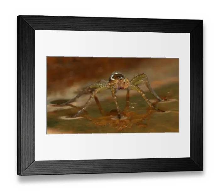 Framed Print : Six-spotted fishing spider, Pennsylvania, Usa Framed Print : Six-spotted fishing spider, Pennsylvania, Usa