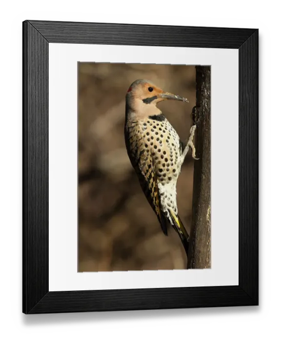 Framed Print : Northern flicker, Pennsylvania, Usa