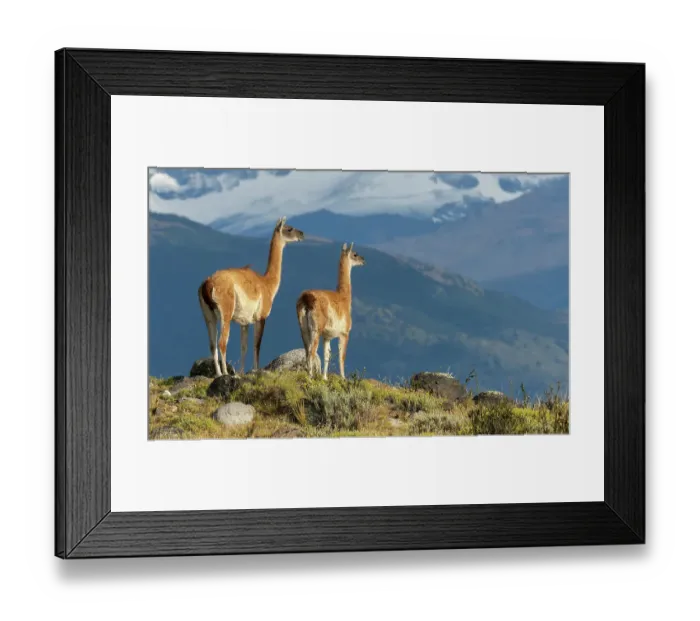 Framed Print : Guanaco, Torres del Paine, Chile Framed Print : Guanaco, Torres del Paine, Chile