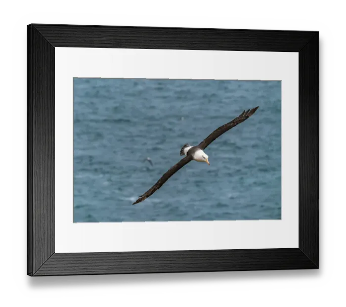 Framed Print : Falkland Islands, West Point Island. Black-browed albatross in flight. ©Cathy & Gordon Illg / Jaynes Gallery / DanitaDelimont.com Framed Print : Falkland Islands, West Point Island. Black-browed albatross in flight. ©Cathy & Gordon Illg / Jaynes Gallery / DanitaDelimont.com
