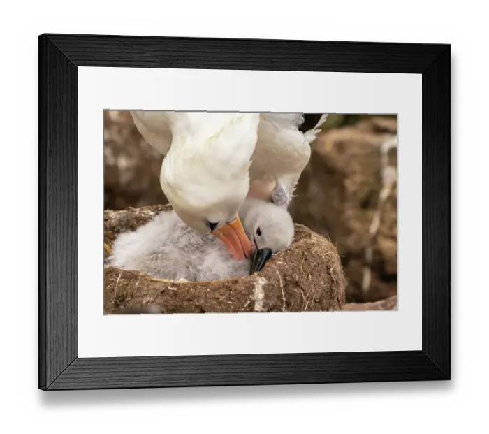 Framed Print : Falkland Islands, West Point Island. Black-browed albatross preening chick on nest. ©Cathy & Gordon Illg / Jaynes Gallery / DanitaDelimont.com Framed Print : Falkland Islands, West Point Island. Black-browed albatross preening chick on nest. ©Cathy & Gordon Illg / Jaynes Gallery / DanitaDelimont.com