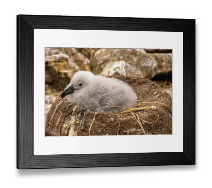 Framed Print : Falkland Islands, West Point Island. Black-browed albatross chick in nest. ©Cathy & Gordon Illg / Jaynes Gallery / DanitaDelimont.com Framed Print : Falkland Islands, West Point Island. Black-browed albatross chick in nest. ©Cathy & Gordon Illg / Jaynes Gallery / DanitaDelimont.com