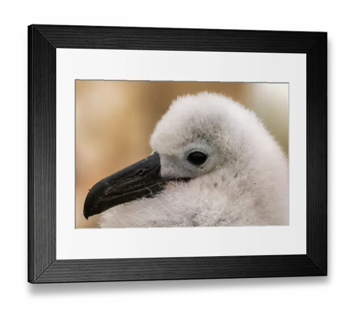 Framed Print : Falkland Islands, West Point Island. Close-up of black-browed albatross chick. ©Cathy & Gordon Illg / Jaynes Gallery / DanitaDelimont.com Framed Print : Falkland Islands, West Point Island. Close-up of black-browed albatross chick. ©Cathy & Gordon Illg / Jaynes Gallery / DanitaDelimont.com