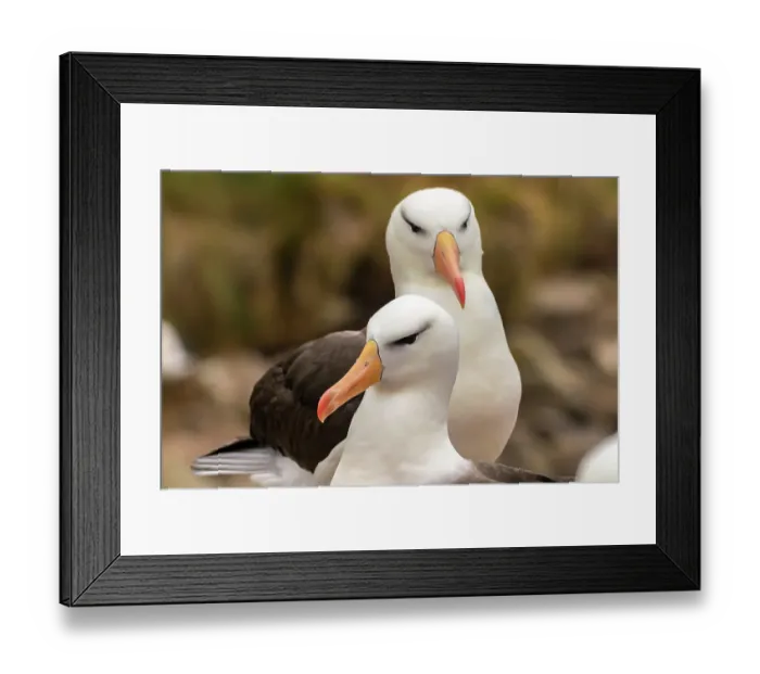 Framed Print : Falkland Islands, West Point Island. Black-browed albatross pair. ©Cathy & Gordon Illg / Jaynes Gallery / DanitaDelimont.com Framed Print : Falkland Islands, West Point Island. Black-browed albatross pair. ©Cathy & Gordon Illg / Jaynes Gallery / DanitaDelimont.com