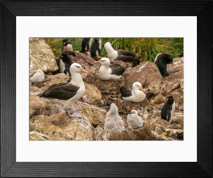 Framed Print : Falkland Islands, West Point Island. Black-browed albatross and rockhopper penguins in rookery. ©Cathy & Gordon Illg / Jaynes Gallery / DanitaDelimont.com Framed Print : Falkland Islands, West Point Island. Black-browed albatross and rockhopper penguins in rookery. ©Cathy & Gordon Illg / Jaynes Gallery / DanitaDelimont.com
