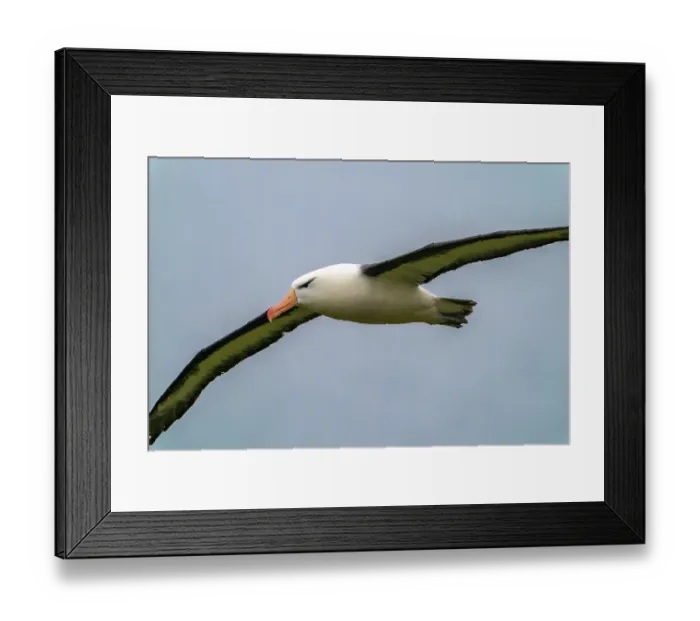 Framed Print : Falkland Islands, West Point Island. Black-browed albatross in flight. ©Cathy & Gordon Illg  /  Jaynes Gallery  /  DanitaDelimont.com