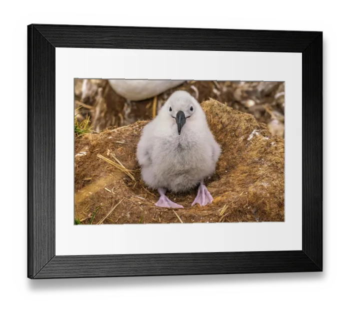 Framed Print : Falkland Islands, West Point Island. Black-browed albatross chick in nest. ©Cathy & Gordon Illg / Jaynes Gallery / DanitaDelimont.com Framed Print : Falkland Islands, West Point Island. Black-browed albatross chick in nest. ©Cathy & Gordon Illg / Jaynes Gallery / DanitaDelimont.com