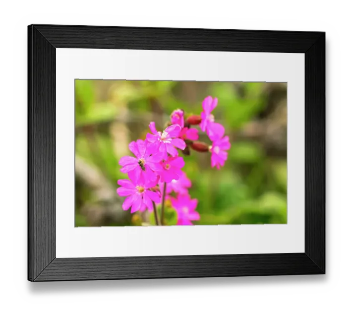 Framed Print : Falkland Islands, West Point Island. Close-up of bee on flowers. ©Cathy & Gordon Illg  /  Jaynes Gallery  /  DanitaDelimont.com