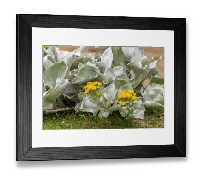 Framed Print : Falkland Islands, New Island. Plant with blooming yellow flowers. ©Cathy & Gordon Illg  /  Jaynes Gallery  /  DanitaDelimont.com