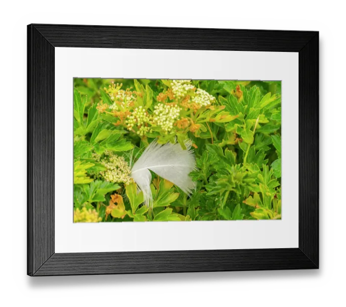 Framed Print : Falkland Islands, West Point Island. Feather on coastal nassauvia plants. ©Cathy & Gordon Illg  /  Jaynes Gallery  /  DanitaDelimont.com