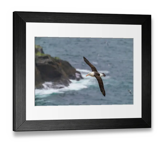 Framed Print : Falkland Islands, West Point Island. Black-browed albatross in flight. ©Cathy & Gordon Illg / Jaynes Gallery / DanitaDelimont.com Framed Print : Falkland Islands, West Point Island. Black-browed albatross in flight. ©Cathy & Gordon Illg / Jaynes Gallery / DanitaDelimont.com