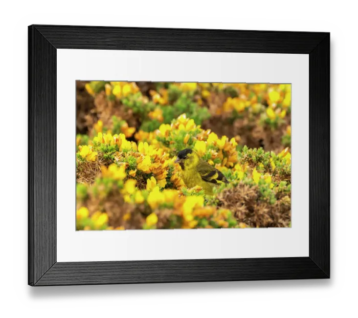 Framed Print : Falkland Islands, West Point Island. Black-chinned siskin bird among flowers. ©Cathy & Gordon Illg / Jaynes Gallery / DanitaDelimont.com Framed Print : Falkland Islands, West Point Island. Black-chinned siskin bird among flowers. ©Cathy & Gordon Illg / Jaynes Gallery / DanitaDelimont.com