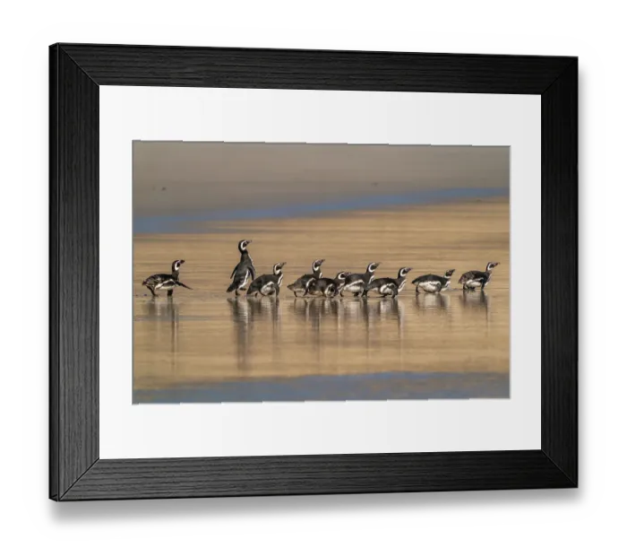 Framed Print : Falkland Islands, Saunders Island. Magellanic penguins reflect in beach water. ©Cathy & Gordon Illg / Jaynes Gallery / DanitaDelimont.com Framed Print : Falkland Islands, Saunders Island. Magellanic penguins reflect in beach water. ©Cathy & Gordon Illg / Jaynes Gallery / DanitaDelimont.com