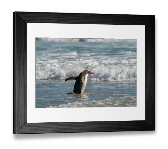 Framed Print : Falkland Islands, Saunders Island. Gentoo penguin running into ocean waves. ©Cathy & Gordon Illg / Jaynes Gallery / DanitaDelimont.com Framed Print : Falkland Islands, Saunders Island. Gentoo penguin running into ocean waves. ©Cathy & Gordon Illg / Jaynes Gallery / DanitaDelimont.com