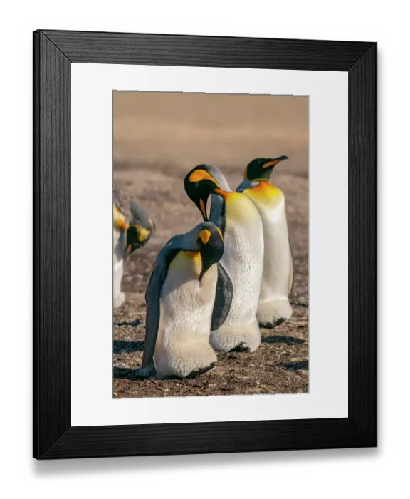 Framed Print : Falkland Islands, Saunders Island. Close-up of king penguins. ©Cathy & Gordon Illg / Jaynes Gallery / DanitaDelimont.com Framed Print : Falkland Islands, Saunders Island. Close-up of king penguins. ©Cathy & Gordon Illg / Jaynes Gallery / DanitaDelimont.com