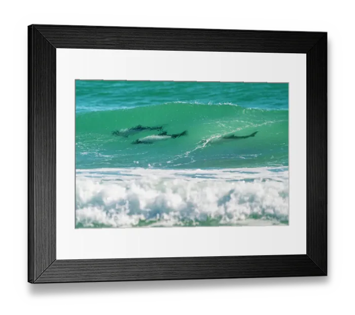 Framed Print : Falkland Islands, Saunders Island. Commerson's dolphins riding the waves. ©Cathy & Gordon Illg / Jaynes Gallery / DanitaDelimont.com Framed Print : Falkland Islands, Saunders Island. Commerson's dolphins riding the waves. ©Cathy & Gordon Illg / Jaynes Gallery / DanitaDelimont.com