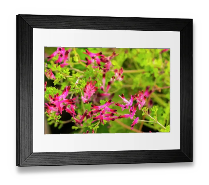 Framed Print : Falkland Islands, West Point Island. Close-up of flowers. ©Cathy & Gordon Illg  /  Jaynes Gallery  /  DanitaDelimont.com
