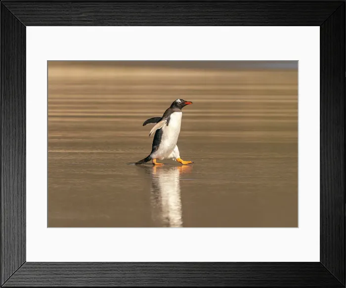 Framed Print : Falkland Islands, Saunders Island. Gentoo penguin walks in shore water. ©Cathy & Gordon Illg  /  Jaynes Gallery  /  DanitaDelimont.com