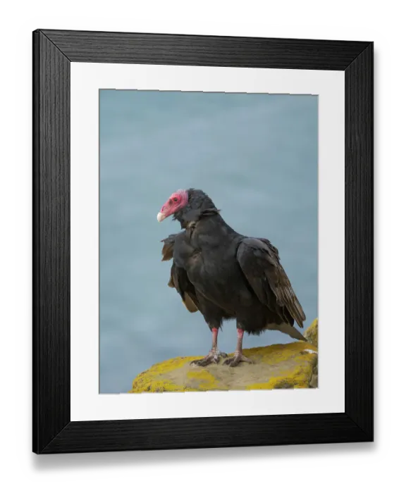 Framed Print : Turkey vulture portrait. South America, Falkland Islands, Saunders Island