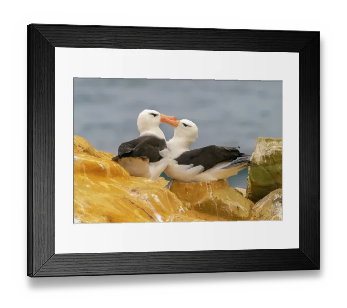 Framed Print : Falkland Islands, West Point Island. Black-browed albatross pair in courtship behavior. ©Cathy & Gordon Illg / Jaynes Gallery / DanitaDelimont.com Framed Print : Falkland Islands, West Point Island. Black-browed albatross pair in courtship behavior. ©Cathy & Gordon Illg / Jaynes Gallery / DanitaDelimont.com