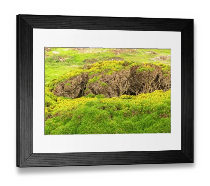 Framed Print : Falkland Islands, West Point Island. Landscape with Scotch broom shrubs. ©Cathy & Gordon Illg / Jaynes Gallery / DanitaDelimont.com Framed Print : Falkland Islands, West Point Island. Landscape with Scotch broom shrubs. ©Cathy & Gordon Illg / Jaynes Gallery / DanitaDelimont.com