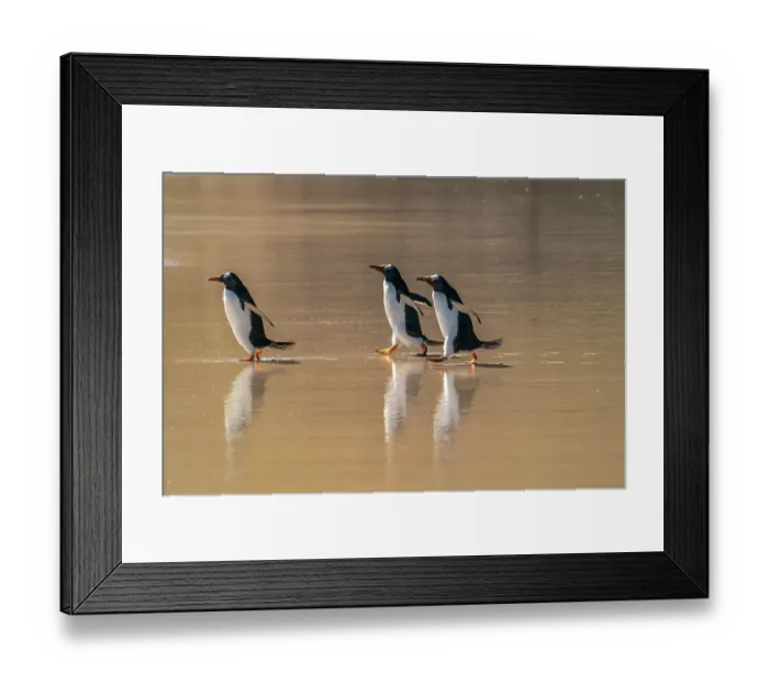 Framed Print : Falkland Islands, Saunders Island. Gentoo penguins walking on beach. ©Cathy & Gordon Illg  /  Jaynes Gallery  /  DanitaDelimont.com