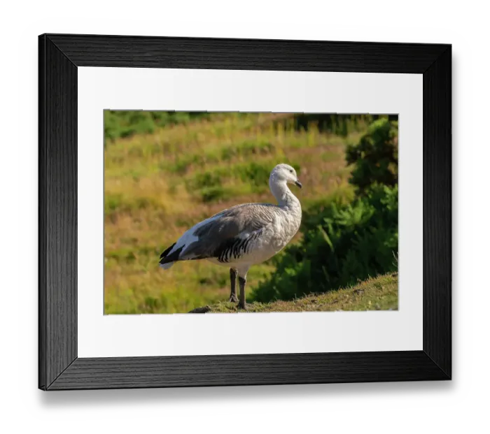 Framed Print : Falkland Islands, Saunders Island. Close-up of upland goose male. ©Cathy & Gordon Illg / Jaynes Gallery / DanitaDelimont.com Framed Print : Falkland Islands, Saunders Island. Close-up of upland goose male. ©Cathy & Gordon Illg / Jaynes Gallery / DanitaDelimont.com
