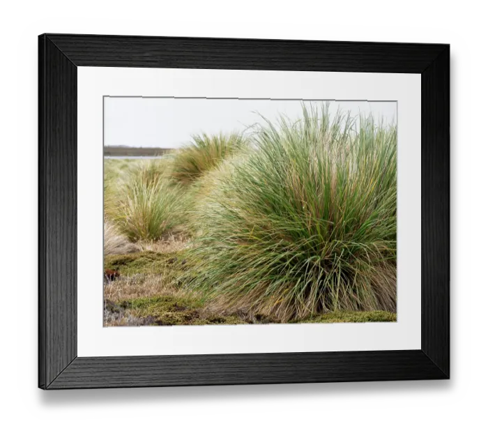 Framed Print : Falkland Island, Sea Lion Island. Tussock grass. Tussock grass grows thickly along the coast along with other colorful native grassed Framed Print : Falkland Island, Sea Lion Island. Tussock grass. Tussock grass grows thickly along the coast along with other colorful native grassed