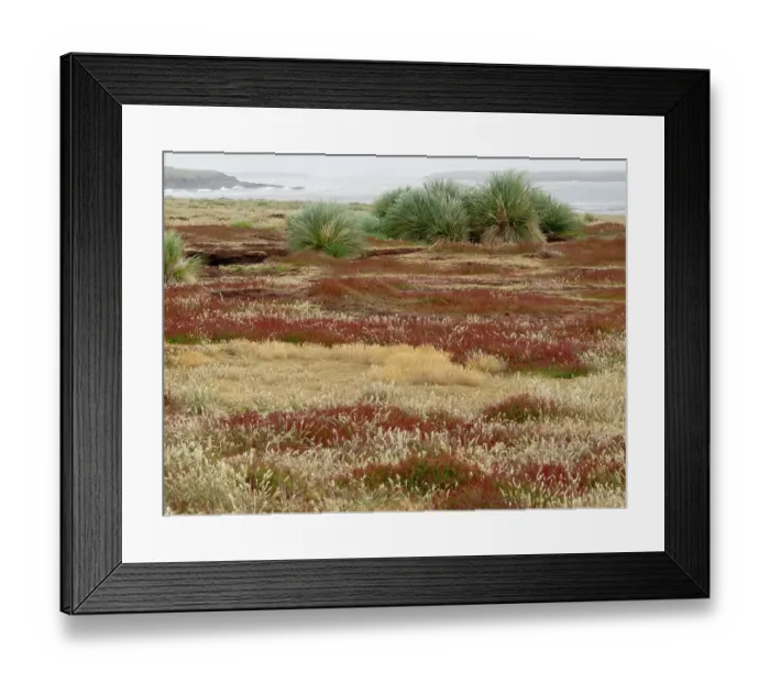 Framed Print : Falkland Island, Sea Lion Island. Tussock grass. Ruaaoxk grass grows thickly along the coast along with other colorful native grasses