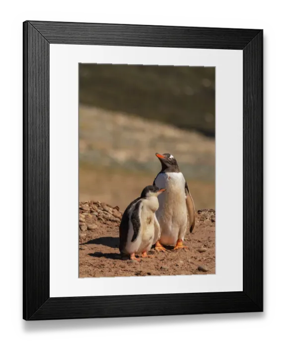 Framed Print : Falkland Islands, Saunders Island. Gentoo penguin and chick. ©Cathy & Gordon Illg / Jaynes Gallery / DanitaDelimont.com Framed Print : Falkland Islands, Saunders Island. Gentoo penguin and chick. ©Cathy & Gordon Illg / Jaynes Gallery / DanitaDelimont.com