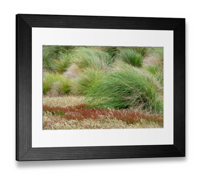 Framed Print : Falkland Island, Sea Lion Island. Tussock grass. Tussock grass grows thickly along the coast along with other colorful native grassed Framed Print : Falkland Island, Sea Lion Island. Tussock grass. Tussock grass grows thickly along the coast along with other colorful native grassed