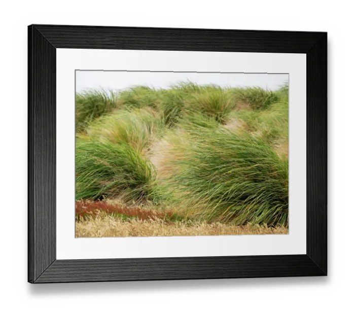 Framed Print : Falkland Island, Sea Lion Island. Tussock grass. Tussock grass grows thickly along the coast along with other colorful native grassed Framed Print : Falkland Island, Sea Lion Island. Tussock grass. Tussock grass grows thickly along the coast along with other colorful native grassed