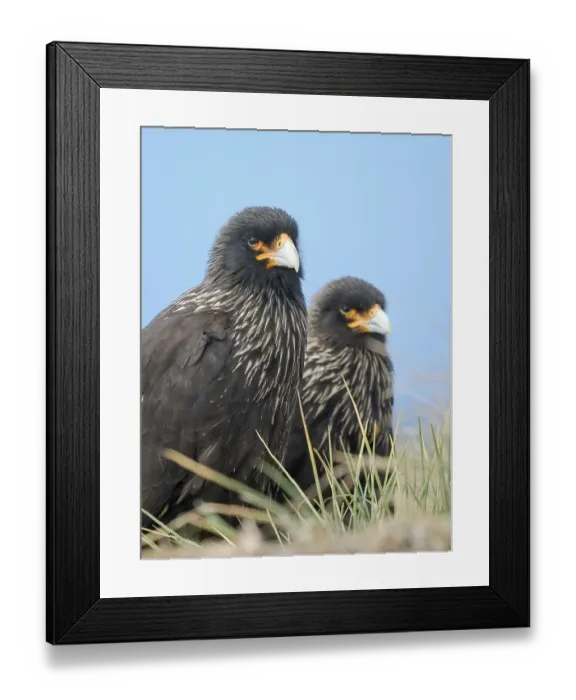Framed Print : Striated caracara or Johnny Rook, rare bird of prey restricted to the Falkland Islands and southern Patagonia, Sea Lion Island Framed Print : Striated caracara or Johnny Rook, rare bird of prey restricted to the Falkland Islands and southern Patagonia, Sea Lion Island
