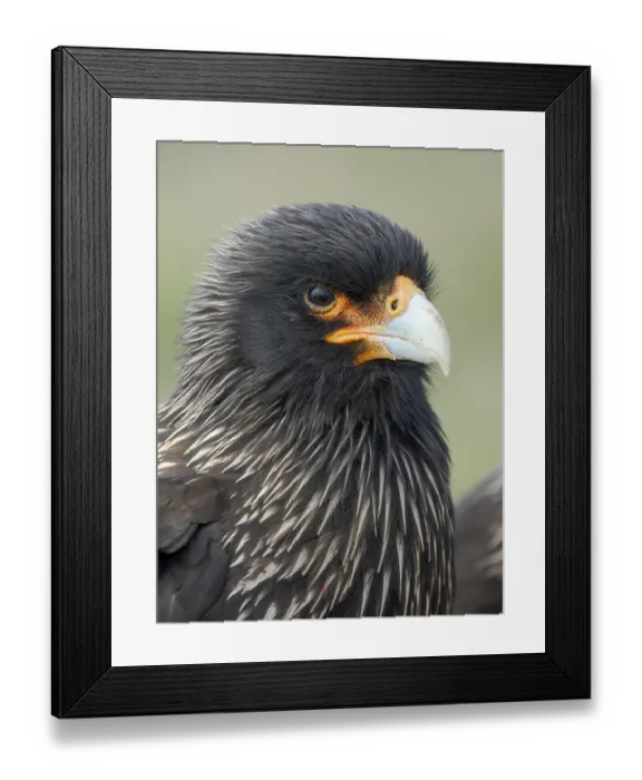 Framed Print : Striated caracara or Johnny Rook, rare bird of prey restricted to the Falkland Islands and southern Patagonia, Sea Lion Island Framed Print : Striated caracara or Johnny Rook, rare bird of prey restricted to the Falkland Islands and southern Patagonia, Sea Lion Island