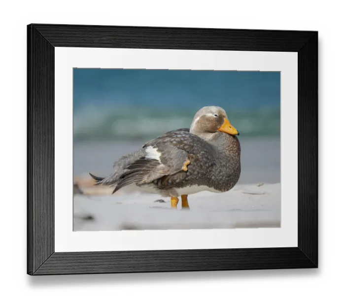 Framed Print : Falkland steamer duck, an endemic duck living on the coasts of the Falkland Islands. Male shows an orange bill, female a greenish bill, Sea Lion Island