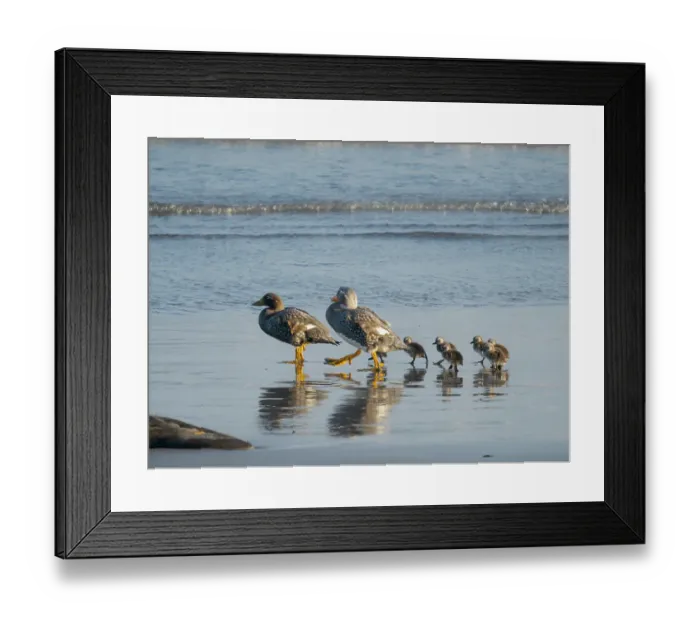 Framed Print : Falkland steamer duck chicks, an endemic duck living on the coasts of the Falkland Islands. Male shows an orange bill, female a greenish bill, Sea Lion Island Framed Print : Falkland steamer duck chicks, an endemic duck living on the coasts of the Falkland Islands. Male shows an orange bill, female a greenish bill, Sea Lion Island