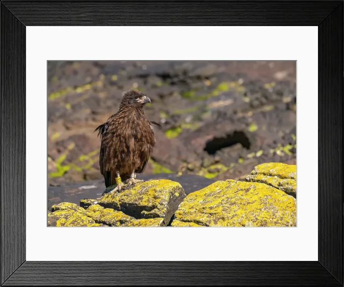 Framed Print : Falkland Islands, Saunders Island. Close-up of straited caracara with leg band. ©Cathy & Gordon Illg  /  Jaynes Gallery  /  DanitaDelimont.com