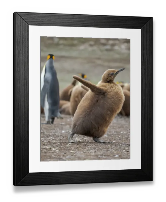 Framed Print : King penguin chicks in colony in the Falkland Islands in the South Atlantic. South America, Volunteer Point Framed Print : King penguin chicks in colony in the Falkland Islands in the South Atlantic. South America, Volunteer Point