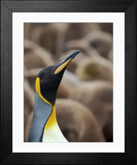 Framed Print : King penguin. South America, Falkland Islands, Volunteer Point Framed Print : King penguin. South America, Falkland Islands, Volunteer Point