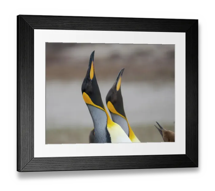 Framed Print : King penguin courtship display. South America, Falkland Islands, Volunteer Point
