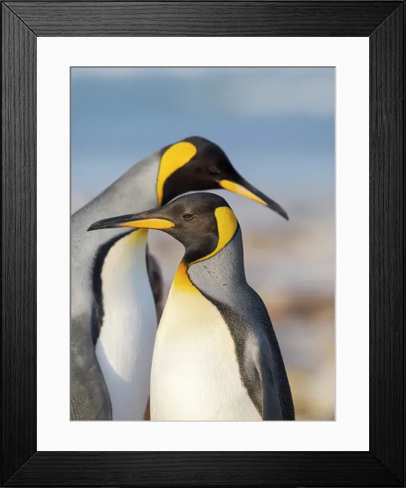 Framed Print : King penguin adults courtship display. South America, Falkland Islands, Saunders Island Framed Print : King penguin adults courtship display. South America, Falkland Islands, Saunders Island