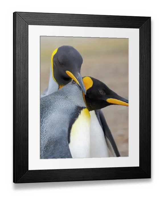 Framed Print : King penguin adults courtship display. South America, Falkland Islands, Saunders Island Framed Print : King penguin adults courtship display. South America, Falkland Islands, Saunders Island