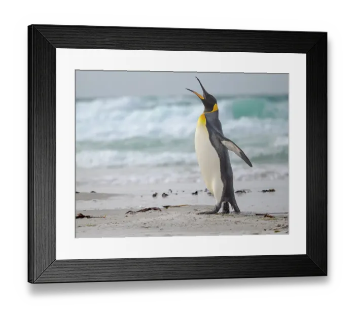 Framed Print : King penguin. South America, Falkland Islands, Saunders Island Framed Print : King penguin. South America, Falkland Islands, Saunders Island