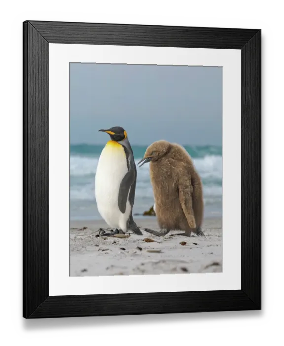 Framed Print : King penguin chick follows adult in the Falkland Islands in the South Atlantic, Saunders Island Framed Print : King penguin chick follows adult in the Falkland Islands in the South Atlantic, Saunders Island