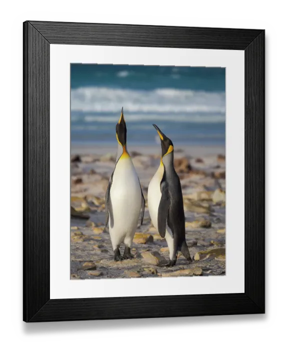 Framed Print : King penguin adults courtship display. South America, Falkland Islands, Saunders Island Framed Print : King penguin adults courtship display. South America, Falkland Islands, Saunders Island
