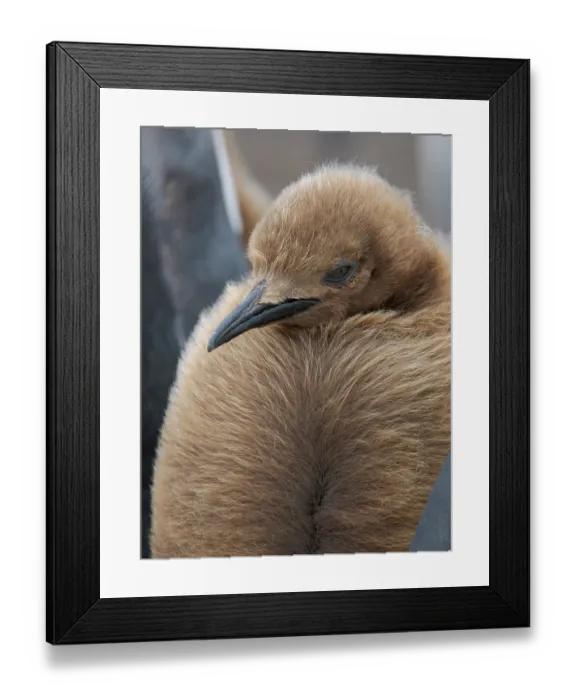 Framed Print : King penguin chicks in colony in the Falkland Islands in the South Atlantic. South America, Volunteer Point Framed Print : King penguin chicks in colony in the Falkland Islands in the South Atlantic. South America, Volunteer Point